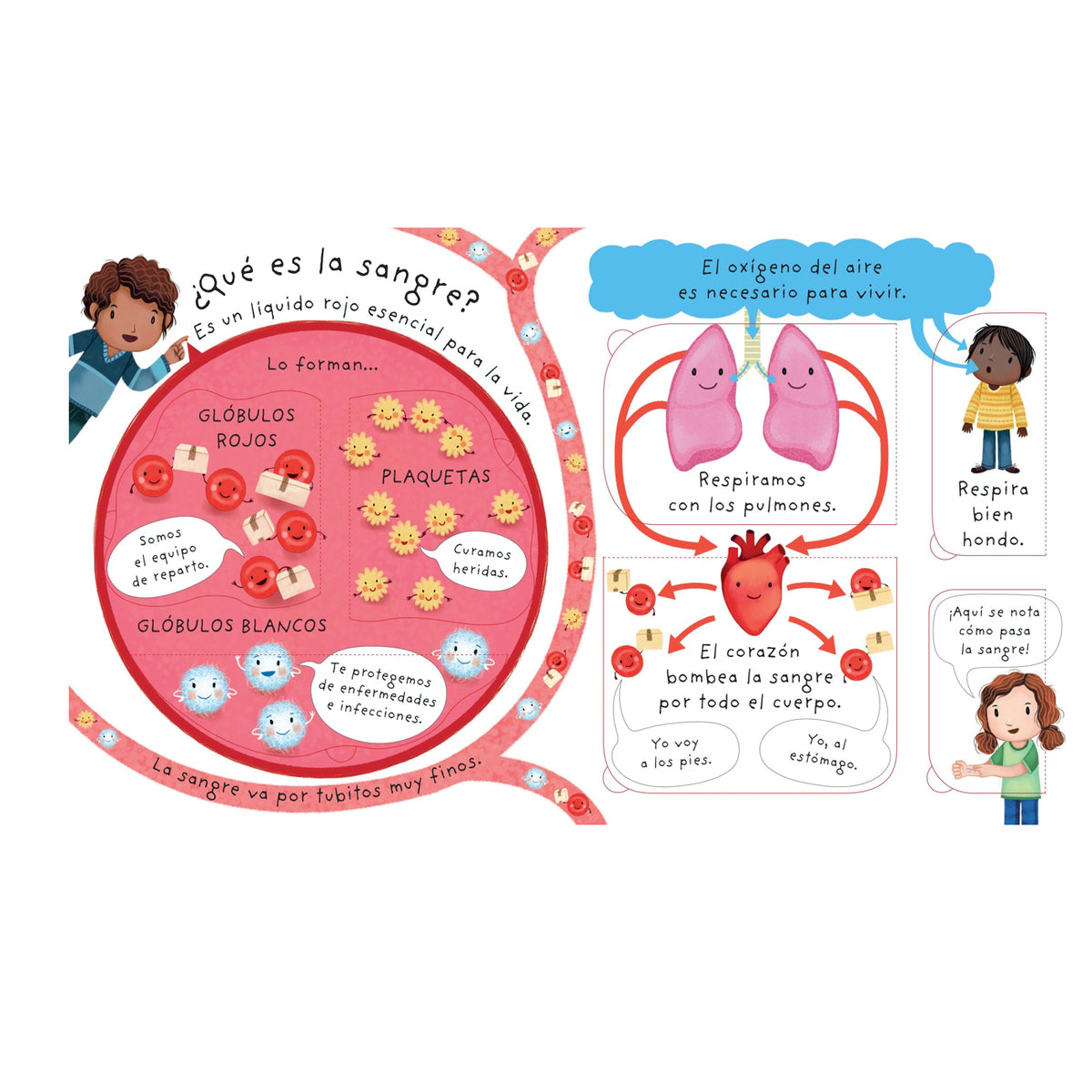 ¿Cómo Soy por Dentro? - Usborne