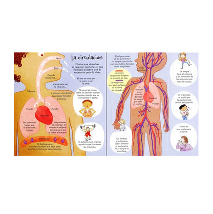 ¡Mira debajo! Tu Cuerpo - Usborne