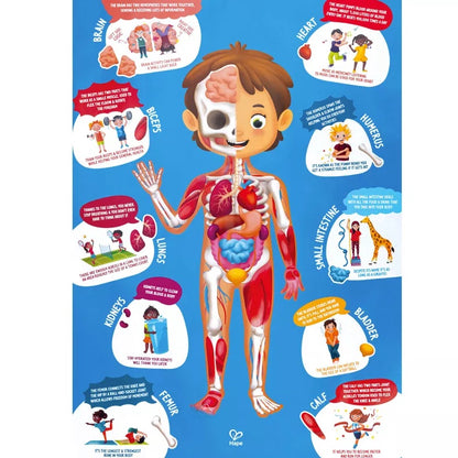 Puzzle Maletín El Cuerpo Humano - Hape